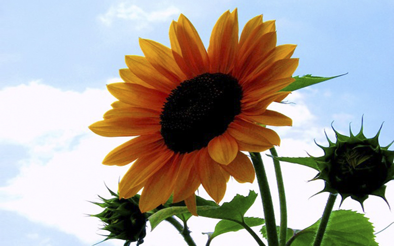 «Золота» квітка соняшник